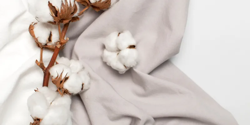 Punjab Cotton Sowing Falls to Record Low as Acreage, Production and Yield Decline